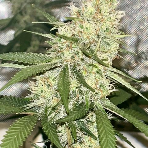 Creamy Orange Poison 1/24 growlog timeline photo