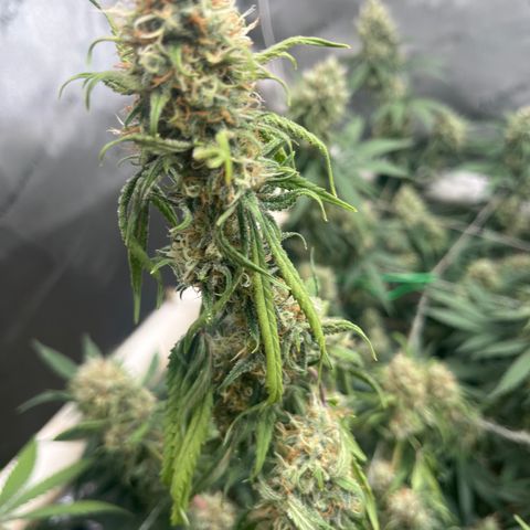 Creamy Orange Poison 1/24 growlog timeline photo