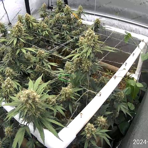 Creamy Orange Poison 1/24 growlog timeline photo