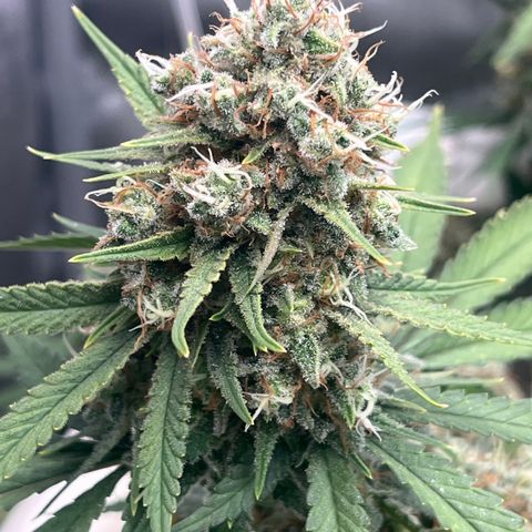 Creamy Orange Poison 1/24 growlog timeline photo