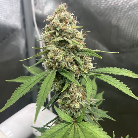 Creamy Orange Poison 1/24 growlog timeline photo