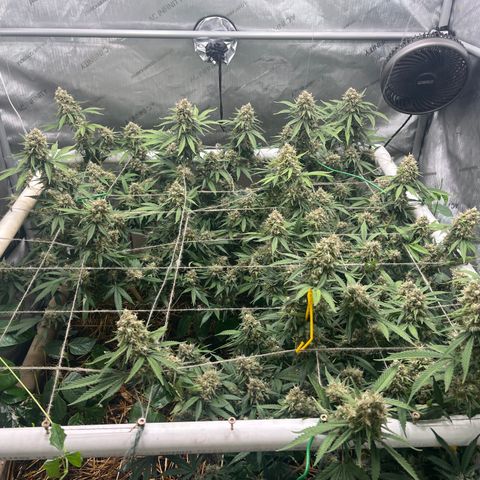 Creamy Orange Poison 1/24 growlog timeline photo