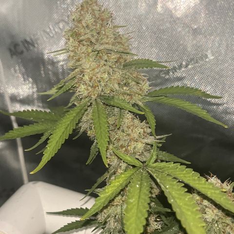 Creamy Orange Poison 1/24 growlog timeline photo
