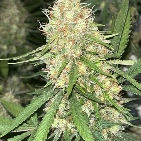 Creamy Orange Poison 1/24 growlog timeline photo