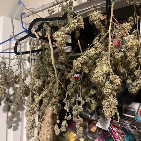 Creamy Orange Poison 1/24 growlog timeline photo