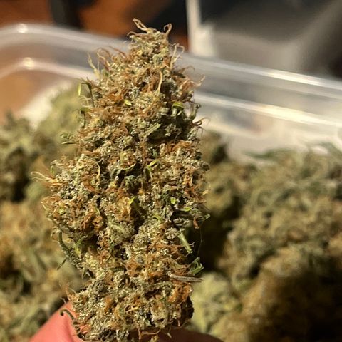 Creamy Orange Poison 1/24 growlog timeline photo