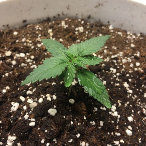 Purple Lemonade  growlog photo: PL very healthy and a few weeks ahead