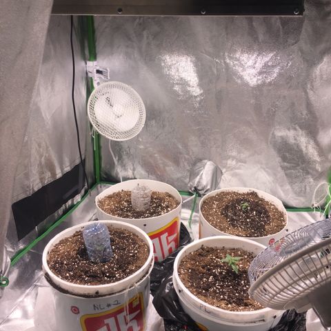 Purple Lemonade  growlog photo: 4 sprouted Autos 😁