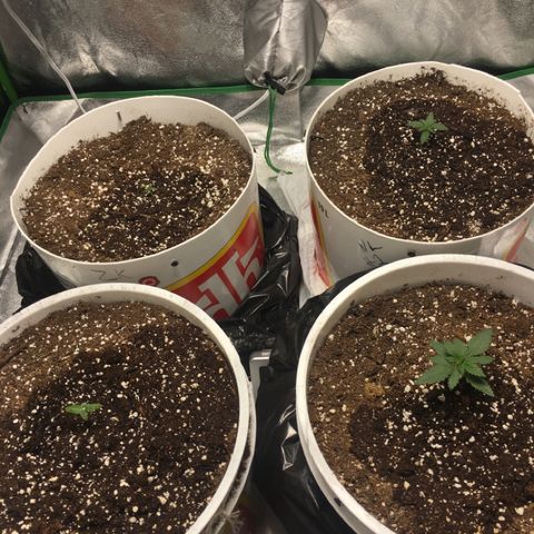 Purple Lemonade  growlog timeline photo