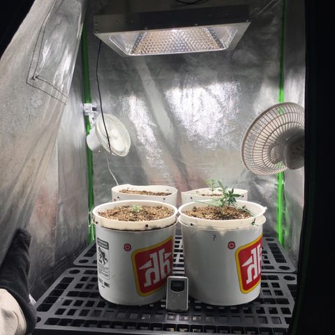 Purple Lemonade  growlog photo: All looking well. Started LST on PL