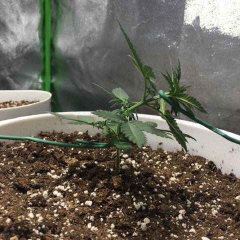 Purple Lemonade  growlog photo: Began LST at 6th node barely appearing.
Maybe early but can adjust as needed