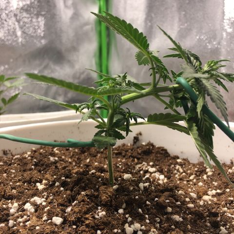 Purple Lemonade  growlog photo: Near 90 degree LST 