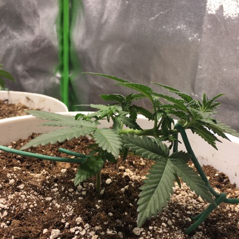 Purple Lemonade  growlog photo: Responding amazingly to LST 