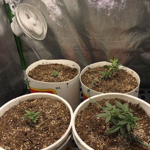 Purple Lemonade  growlog timeline photo