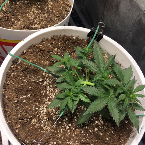 Purple Lemonade  growlog photo: LST two more branches 