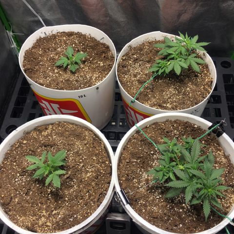 Purple Lemonade  growlog photo: Healthy tent