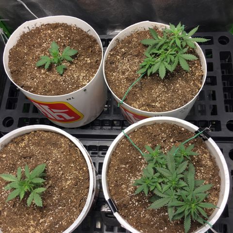 Purple Lemonade  growlog photo: All looking well 