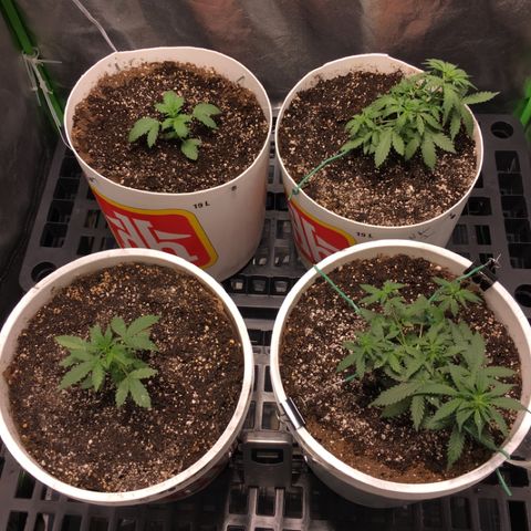 Purple Lemonade  growlog timeline photo