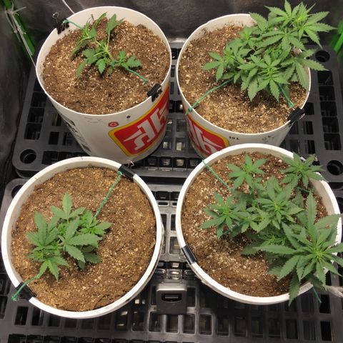 Purple Lemonade  growlog photo: Everybody LST
Top to bottom left to right
ZK, NL#1, NL#2, PL