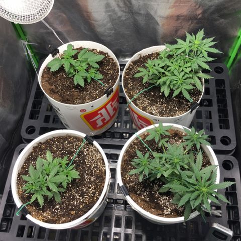 Purple Lemonade  growlog photo: Happy tent! LST going well
