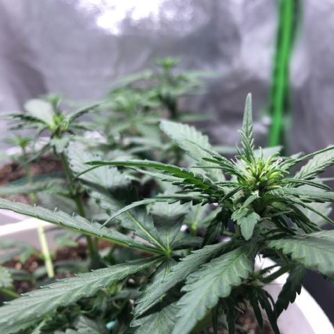 Purple Lemonade  growlog photo: PL & NL#1 both showing pistils :)