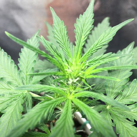 Purple Lemonade  growlog photo: PL & NL#1 both showing pistils :)