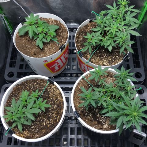 Purple Lemonade  growlog photo: LST taking off! ZK caught up with NL#2 and possibly passed it out