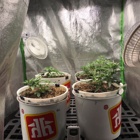 Purple Lemonade  growlog photo: Happy tent 