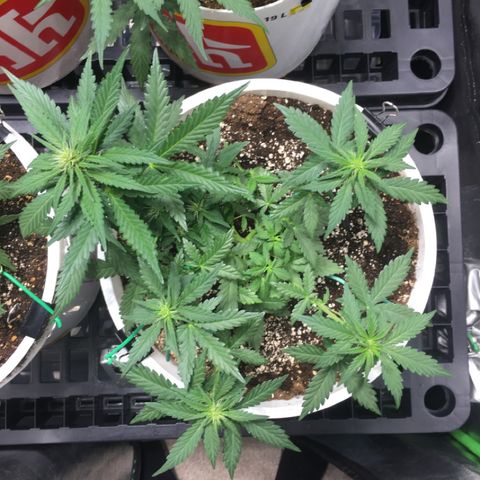 Purple Lemonade  growlog photo: PL LST Canopy