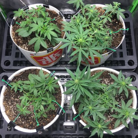 Purple Lemonade  growlog photo: Fully LST’d tent. Might do some more as they stretch but feeling good about this.
