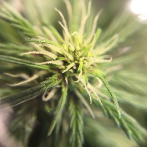 Purple Lemonade  growlog photo: PL is showing purple in the buds already!!!