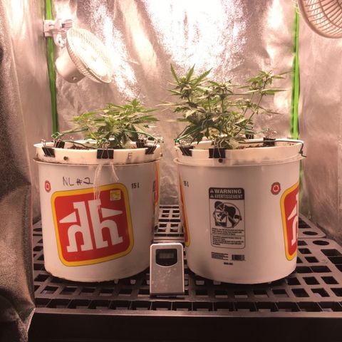 Purple Lemonade  growlog photo: Happy tent