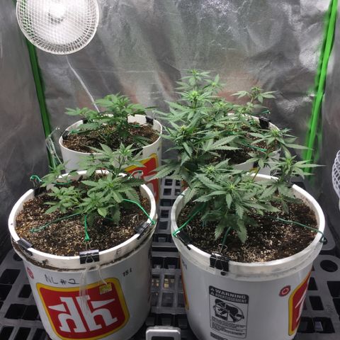 Purple Lemonade  growlog photo: Happy tent