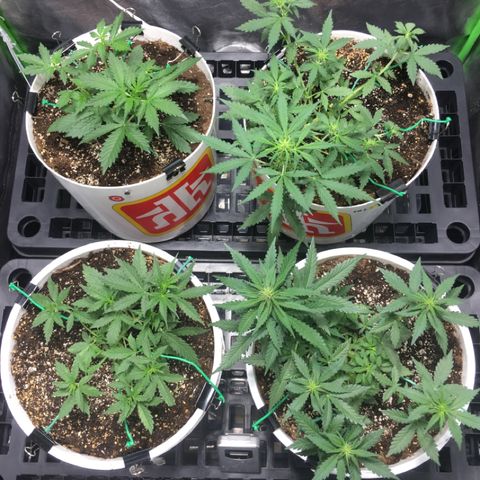 Purple Lemonade  growlog photo: Happy tent