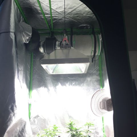 Purple Lemonade  growlog photo: More space to raise lights if/when needed.