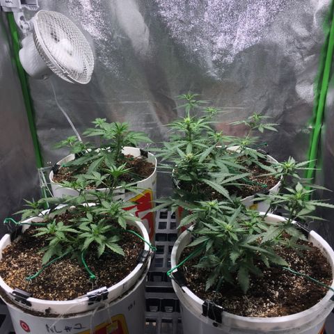 Purple Lemonade  growlog timeline photo