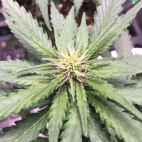 Purple Lemonade  growlog photo: PL is developing nice purple colours