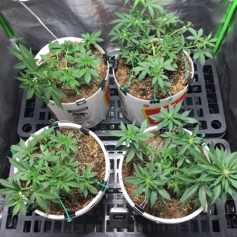 Purple Lemonade  growlog photo: More LST and rotated each pot to getter better light penetration 