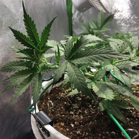 Purple Lemonade  growlog photo: LST at 18:00