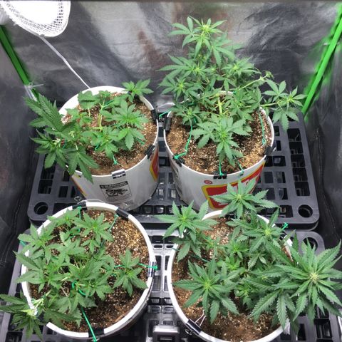 Purple Lemonade  growlog photo: LST at 18:00