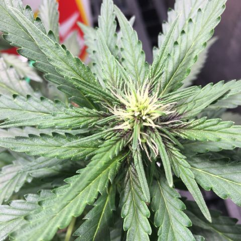 Purple Lemonade  growlog photo: PL - First signs of crystals