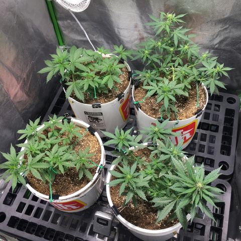 Purple Lemonade  growlog timeline photo