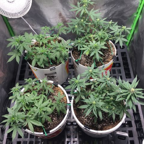 Purple Lemonade  growlog photo: Still no signs of pistils on ZK.