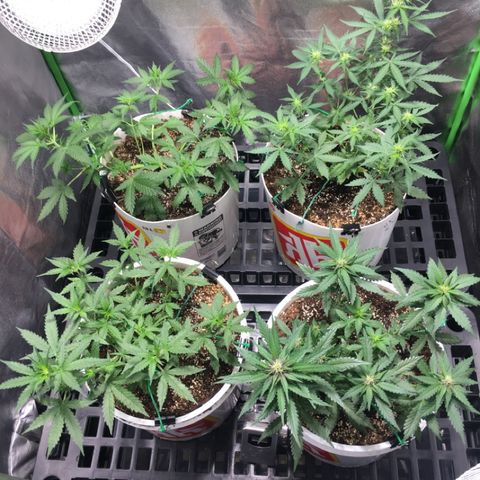 Purple Lemonade  growlog timeline photo