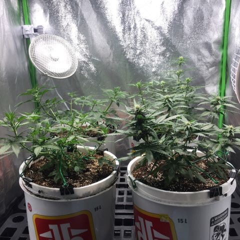 Purple Lemonade  growlog timeline photo
