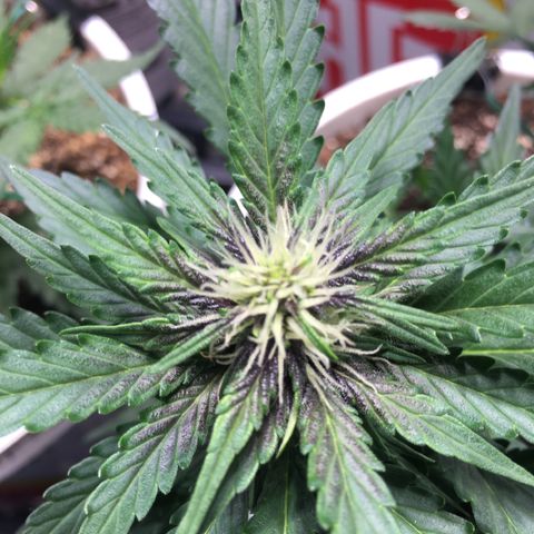 Purple Lemonade  growlog photo: PL turning purple
