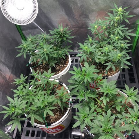 Purple Lemonade  growlog photo: Swapped positions of ZK and PL.
From top left to bottom right - PL.NL1.NL2.ZK
