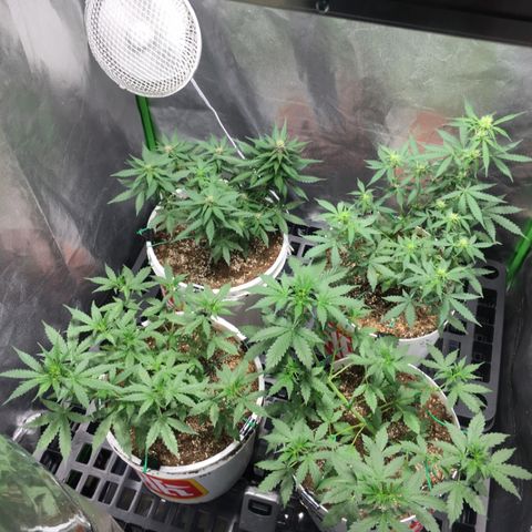Purple Lemonade  growlog photo: ZK flowering day 1