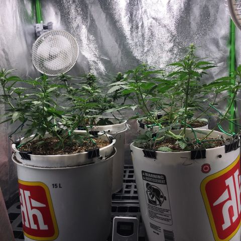 Purple Lemonade  growlog photo: Light trim of lower budsites and maybe 2 fan leaves