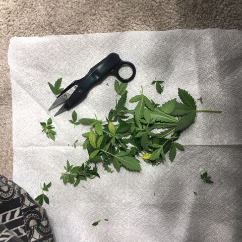 Purple Lemonade  growlog photo: Light trim of lower budsites and maybe 2 fan leaves